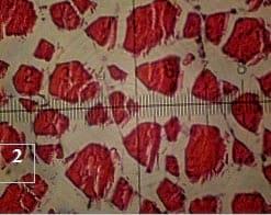 Evaluation of using jojoba meal (Simmondsia chinensis) supplemented with methionine and Biogen® instead of fish meal in the diet of mono-sex nile tilapia (Oreochromis niloticus) - Image 2