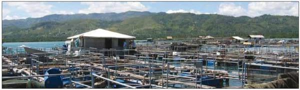 Utilization of acidifiers in tilapia nutrition and feeding - Image 3