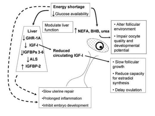 Negative Energy Balance. Consequences on Animal Production and Reproduction - Image 3