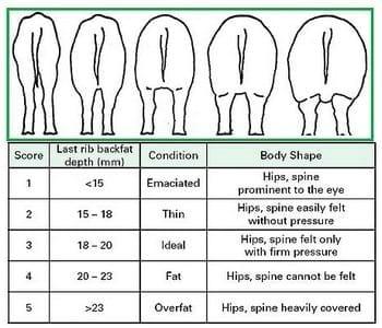 Nutritional Aspects of Sow Longevity - Image 4