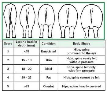 Nutritional Aspects of Sow Longevity - Image 4