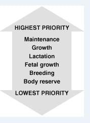 Negative Energy Balance. Consequences on Animal Production and Reproduction - Image 2