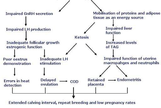 Negative Energy Balance. Consequences on Animal Production and Reproduction - Image 4