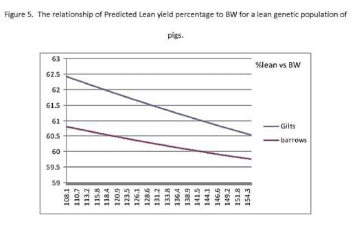 Can the growth and carcass characteristics of market hogs be manipulated by nutrition? - Image 8