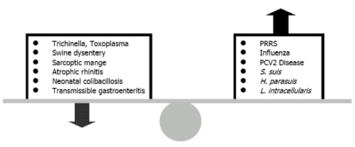 Old Diseases, Emergent Diseases: The Evolution of Health in the Swine Industry - Image 2