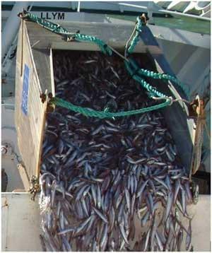 The use of acid-based preservatives as storage control for fish, offal or by-catch - Image 1