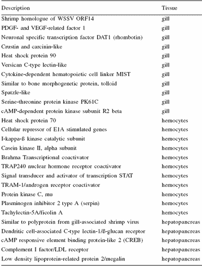 Antiviral immunity and genomic studies in the marine shrimp Litopenaeus vannamei - Image 1