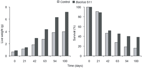 A Bacillus probiont for Black Tiger shrimp culture - Image 2
