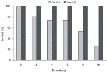 A Bacillus probiont for Black Tiger shrimp culture - Image 3