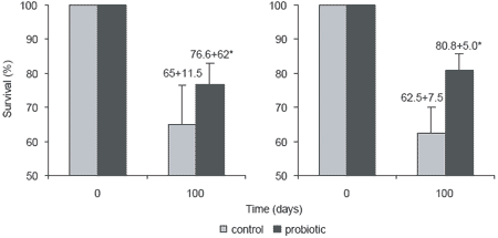 A Bacillus probiont for Black Tiger shrimp culture - Image 9