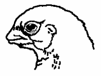 Beak trimming: a delicate operation - Image 2