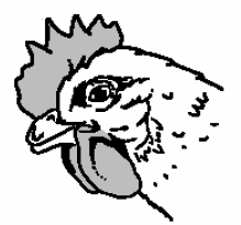 Beak trimming: a delicate operation - Image 3