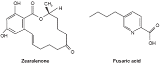 The biochemistry behind esterified glucomannans – titrating mycotoxins out of the diet - Image 7