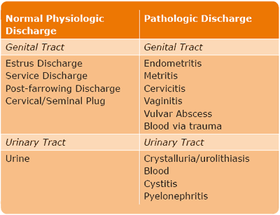 Urinary Tract Infection (UTI) in Sows - A review - Image 2