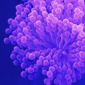 Interpretation of the results of mycotoxin's analysis in feed - Image 6