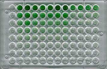 Interpretation of the results of mycotoxin's analysis in feed - Image 14