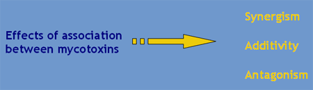 Interpretation of the results of mycotoxin's analysis in feed - Image 20