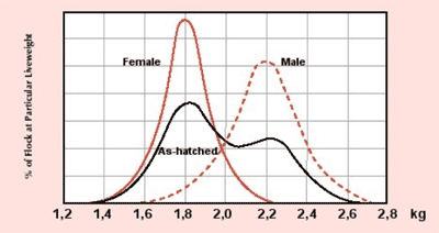 Why weigh broilers? - Image 2