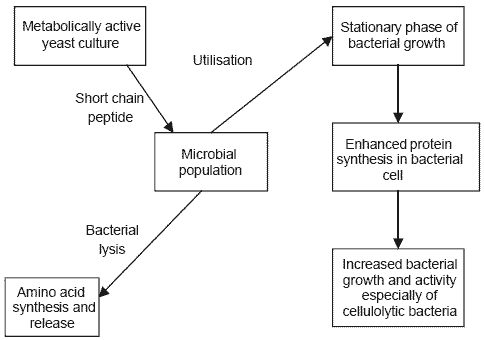 Yeast culture in equine nutrition and physiology - Image 1