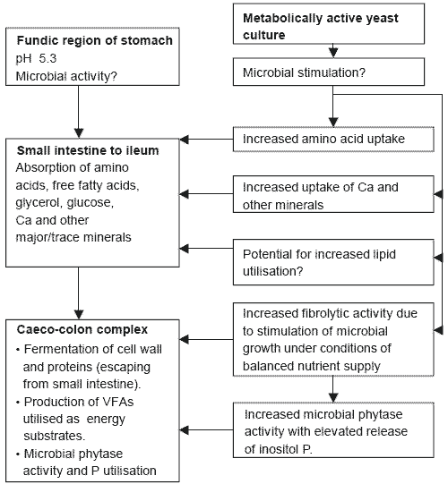 Yeast culture in equine nutrition and physiology - Image 7