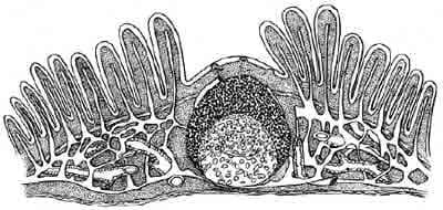 Can Probiotics Have a Beneficial Impact on the Health Status of Farmed Animals? - Image 2