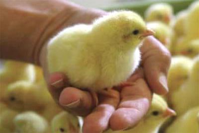 Maximising chick uniformity, performance and vitality - Image 2