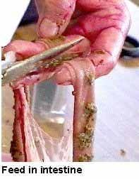 A Picture Guide of Chicken Feed Withdrawal - Image 1
