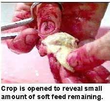 A Picture Guide of Chicken Feed Withdrawal - Image 2