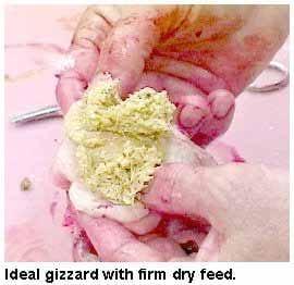 A Picture Guide of Chicken Feed Withdrawal - Image 4