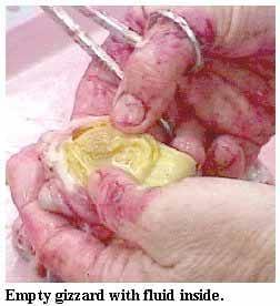 A Picture Guide of Chicken Feed Withdrawal - Image 5