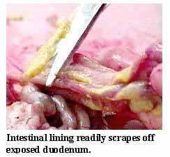 A Picture Guide of Chicken Feed Withdrawal - Image 6