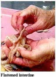 A Picture Guide of Chicken Feed Withdrawal - Image 9