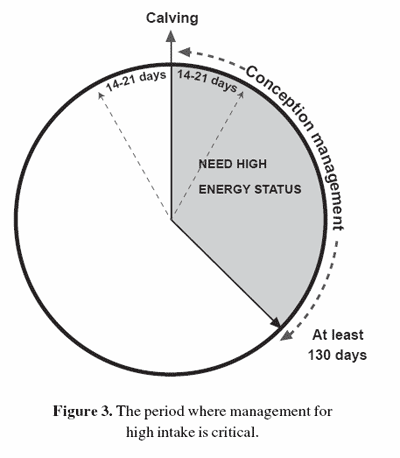 Re-creating dairy cow management: the 