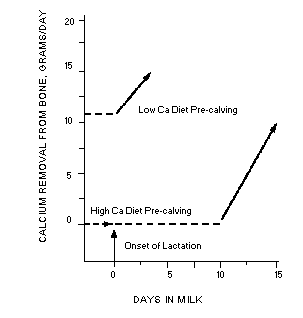 Health Management Practices for Dry Dairy Cows - Image 1
