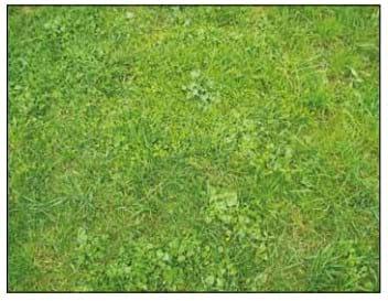 Cultivated Pastures: Expert Advice – On the Way towards Top Quality Silage - Image 4