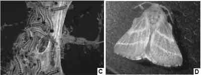 Direct and indirect interactions between Eastern Tent Caterpillars and mare reproductive loss syndrome - Image 2