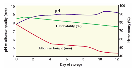 Storage of hatching eggs in the production process - Image 2