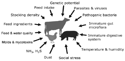 How Far Can We Go in Improving Animal Performance? - Image 2