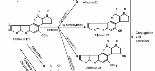 The impact of mycotoxins on performance and health of dairy cattle - Image 7