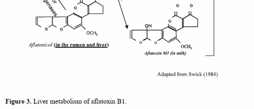 The impact of mycotoxins on performance and health of dairy cattle - Image 8