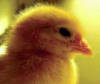 Animals benefit from adding acids to the drinking water - Image 1
