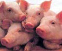 Animals benefit from adding acids to the drinking water - Image 2
