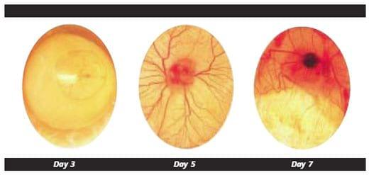 Single stage incubation is the most natural choice - Image 4