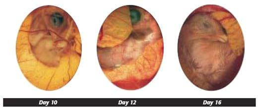 Single stage incubation is the most natural choice - Image 5