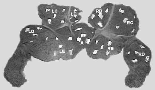 Gastrointestinal development in dairy calves - Image 1