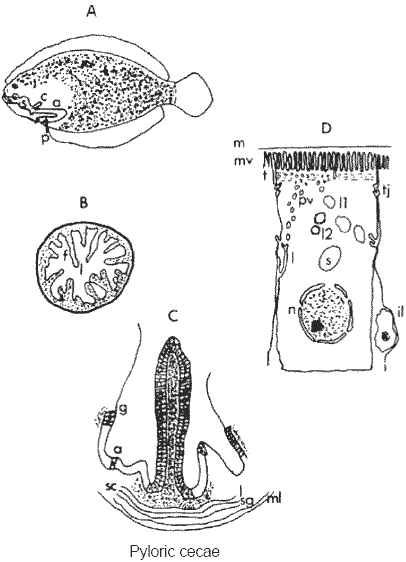 Overcoming barriers to the oral delivery of peptide and protein therapeutics to aquacultured organisms - Image 1