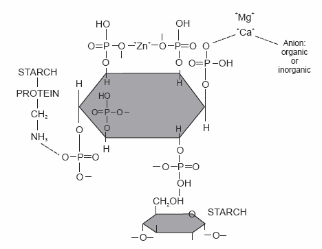Efficacy, use and application of microbial phytase in pig production: a review - Image 1
