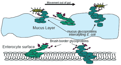 Nutritional influences on gut microbiology and enteric diseases - Image 4