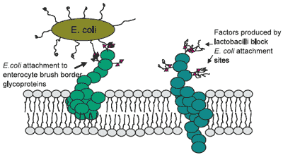 Nutritional influences on gut microbiology and enteric diseases - Image 6
