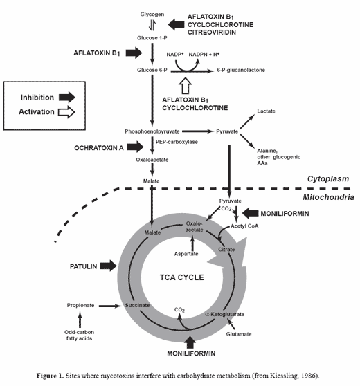 Mould growth and mycotoxin contamination of silages: sources, types and solutions - Image 2